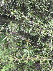 Kunzea ericoides