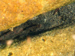 Mugilogobius