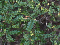 Zanthoxylum beecheyanum