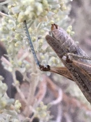 Melanoplus complanatipes