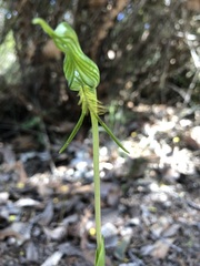 Pterostylis turfosa