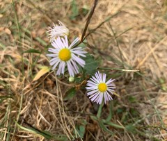 Erigeron