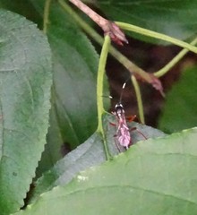 Ischnus inquisitorius