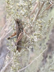Melanoplus complanatipes