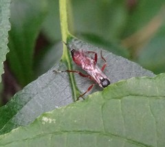 Ischnus inquisitorius