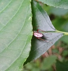 Ischnus inquisitorius