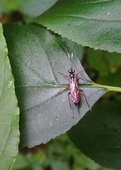Ischnus inquisitorius
