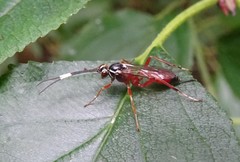 Ischnus inquisitorius