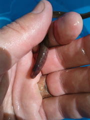 Lampetra richardsoni