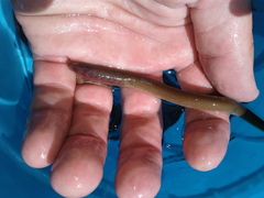 Lampetra richardsoni