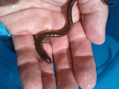 Lampetra richardsoni