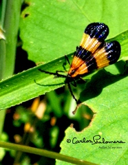 Calopteron terminale