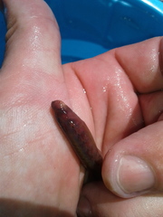 Lampetra richardsoni