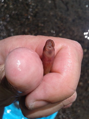 Lampetra richardsoni