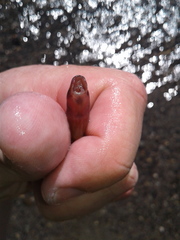 Lampetra richardsoni