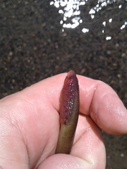 Lampetra richardsoni