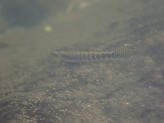 Stiphodon