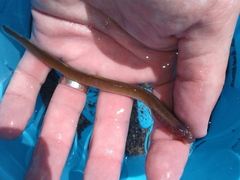 Lampetra richardsoni