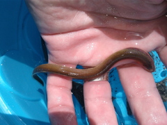 Lampetra richardsoni