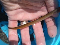 Lampetra richardsoni