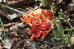 Clathrus ruber