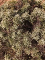 Eriogonum heermannii