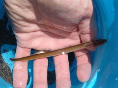 Lampetra richardsoni