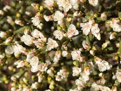 Eriogonum heermannii