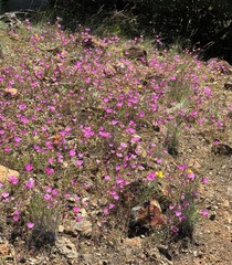 Clarkia gracilis sonomensis