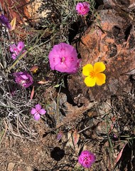 Clarkia gracilis sonomensis