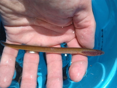 Lampetra richardsoni