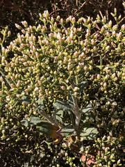 Eriogonum heermannii