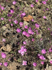 Clarkia gracilis sonomensis
