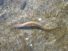 Lampetra richardsoni