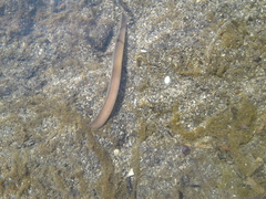 Lampetra richardsoni