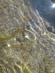 Lampetra richardsoni