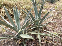 Agave sisalana