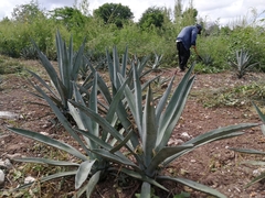 Agave sisalana