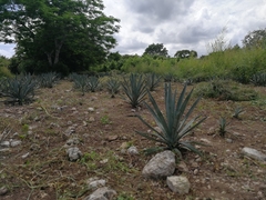 Agave sisalana