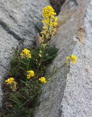 Erysimum perenne