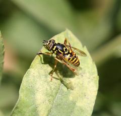 Spilomyia interrupta