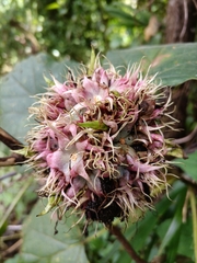 Clerodendrum chinense