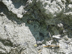 Opisthius richardsoni