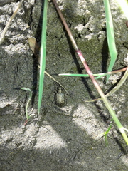Opisthius richardsoni