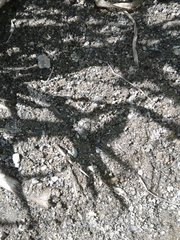 Cicindela depressula