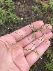 Symphyotrichum pilosum pilosum