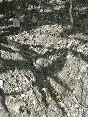 Cicindela depressula