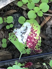 Norvellina chenopodii