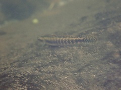 Stiphodon
