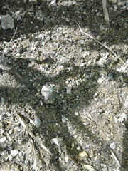 Cicindela depressula